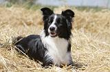 BORDER COLLIE 617
